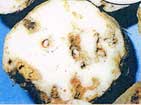 アリモドキゾウムシの被害にあったサツマイモ