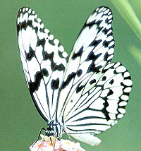 オオゴマダラ蝶の写真