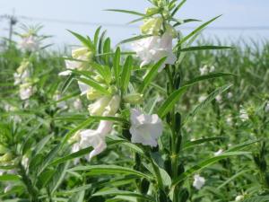 ゴマ 鹿児島県喜界町